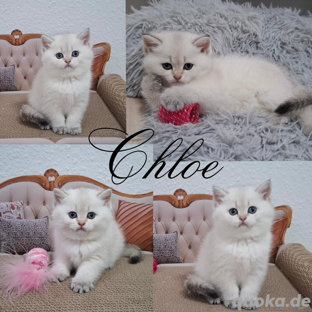 Reinrassige Bkh Kitten in seltener Farbe mit Stammbaum