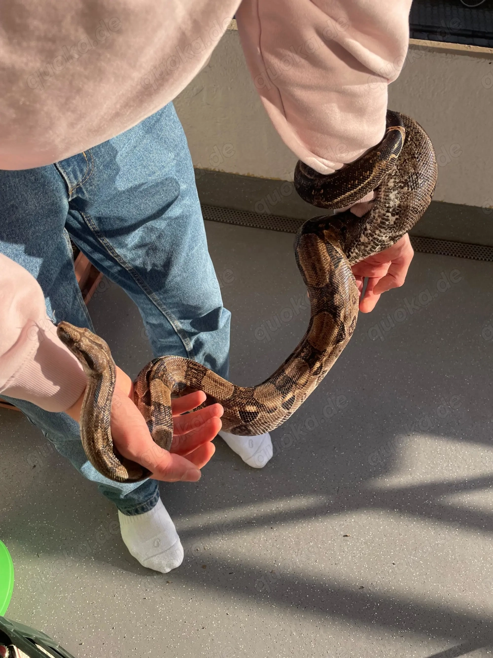 Zwergboa: 1.0 Boa constrictor imperator "Cay Caulker" DNZ 2013