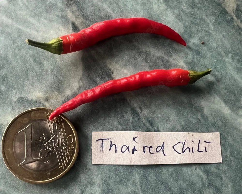 Chilisamen, Chili verschiedene Sorten mild bis scharf