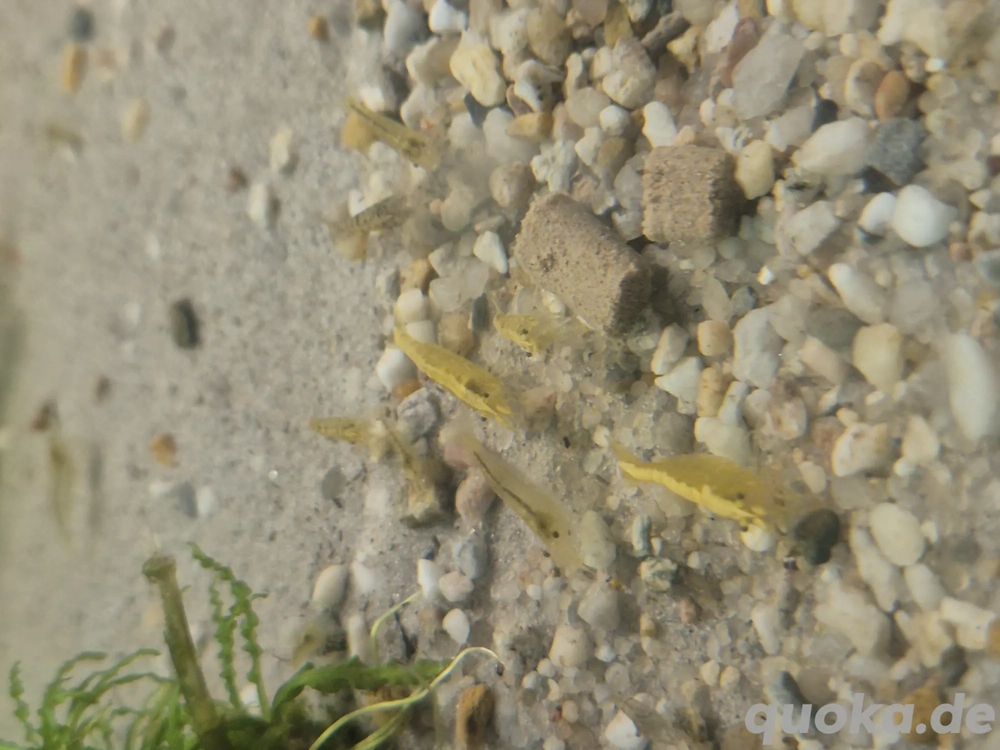 Zwerggarnelen zu verkaufen