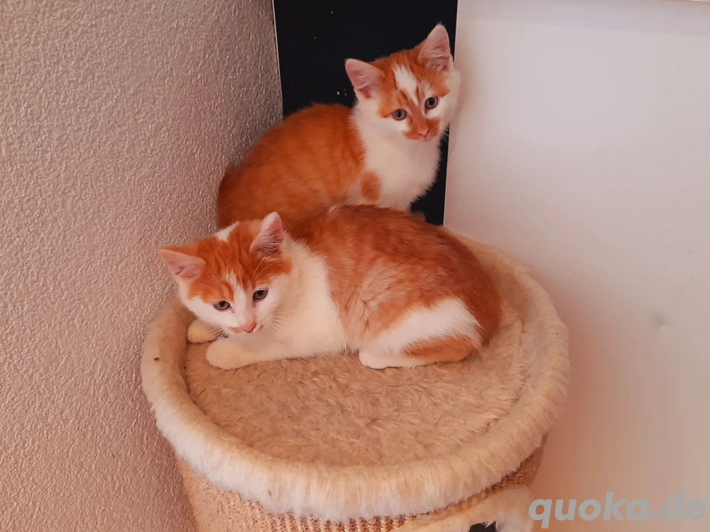 MainCoon Mix Babykätzchen Kitten Katzenbabys 