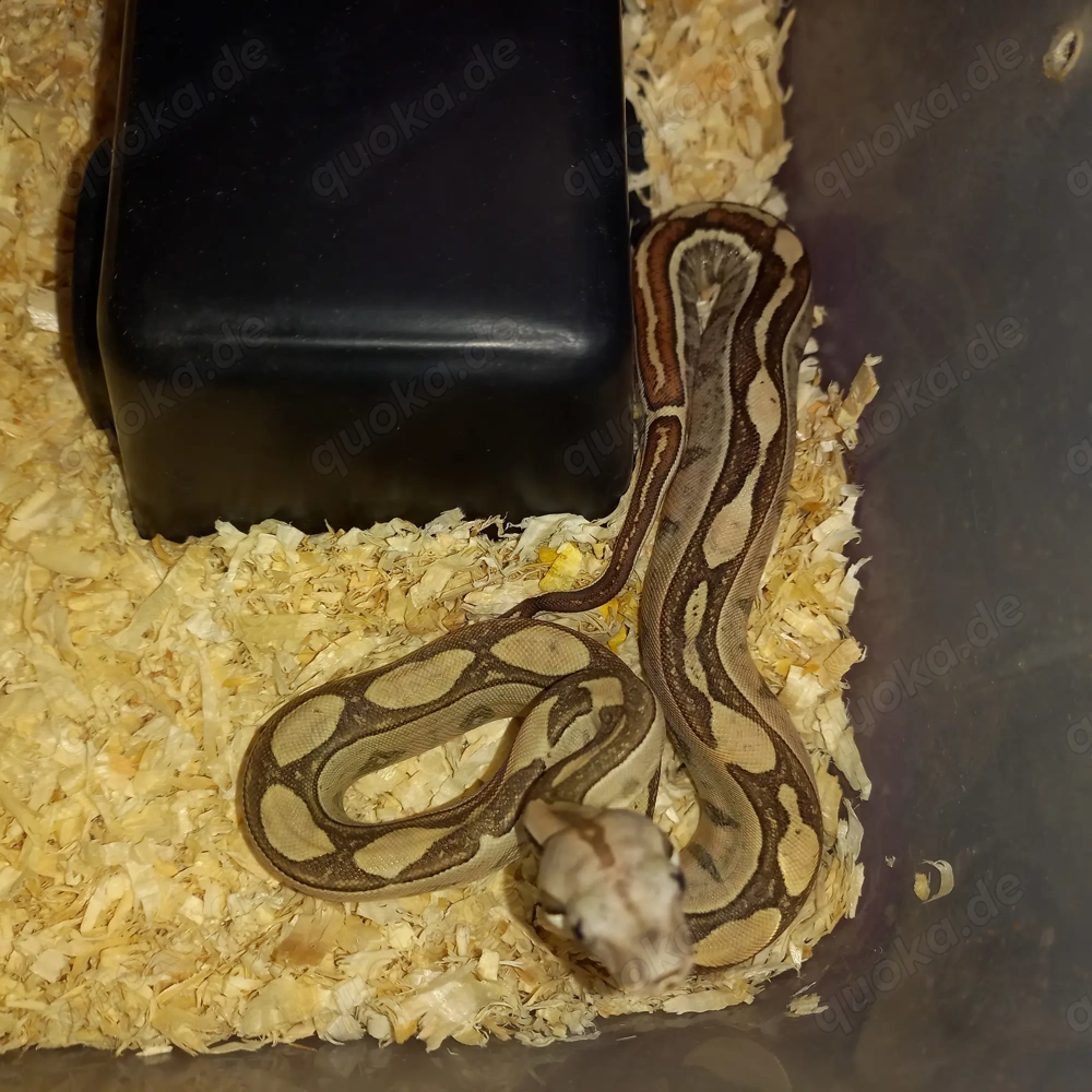 Boa constrictor Dnz25 0.1 Labyrinth 