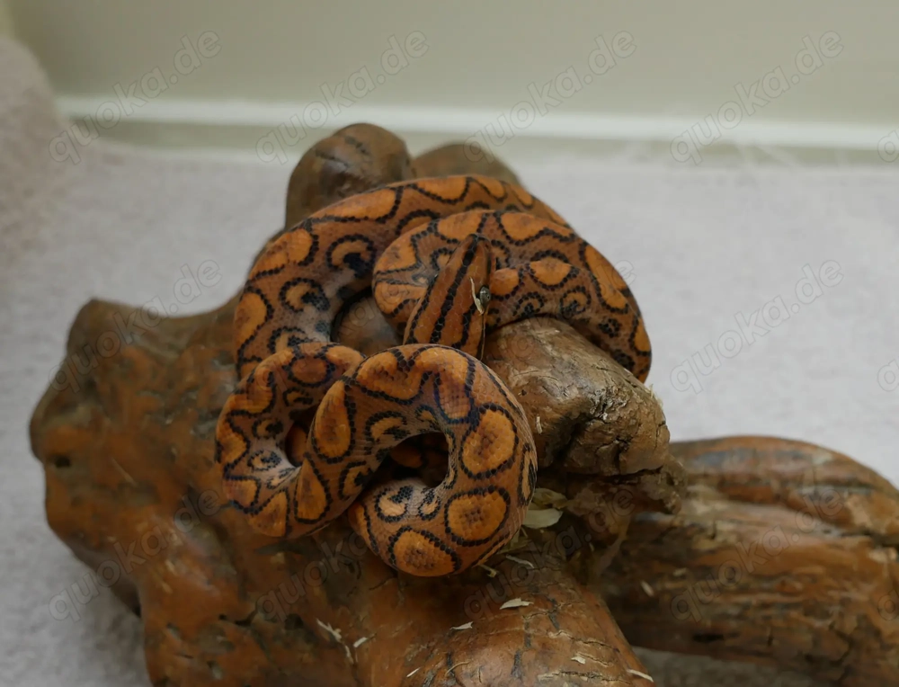 Regenbogenboas, Argentinische Regenbogenboas