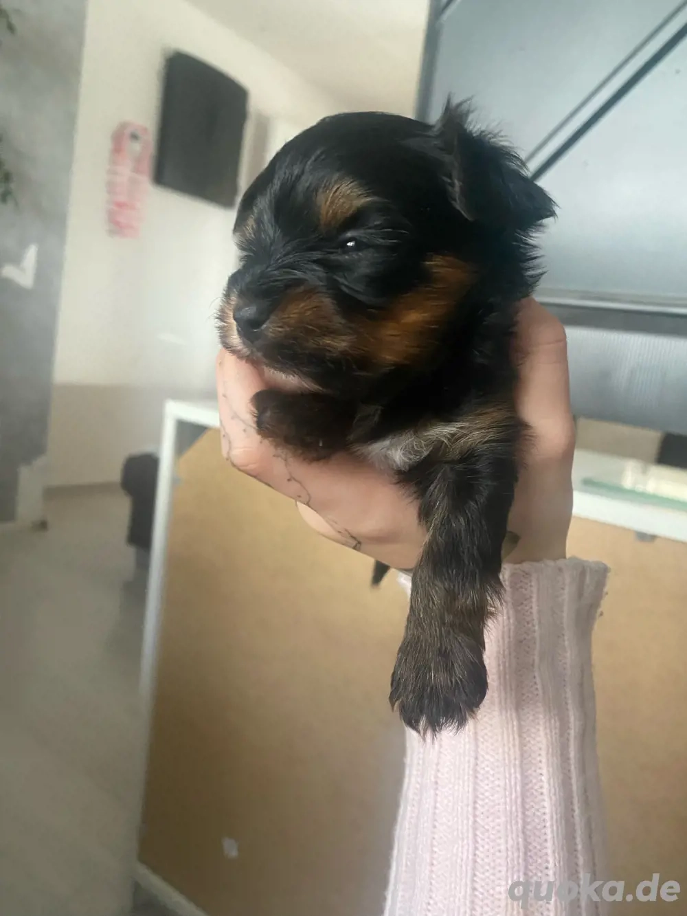 baby yorkshire terrier welpe