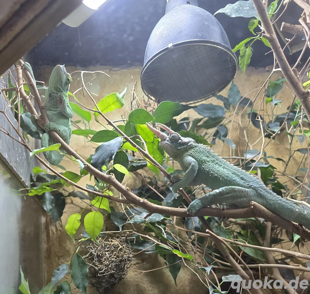 Tausch oder Verkauf Trioceros jacksonii xantholophus  Pärchen 1.1 mit Großem Terra