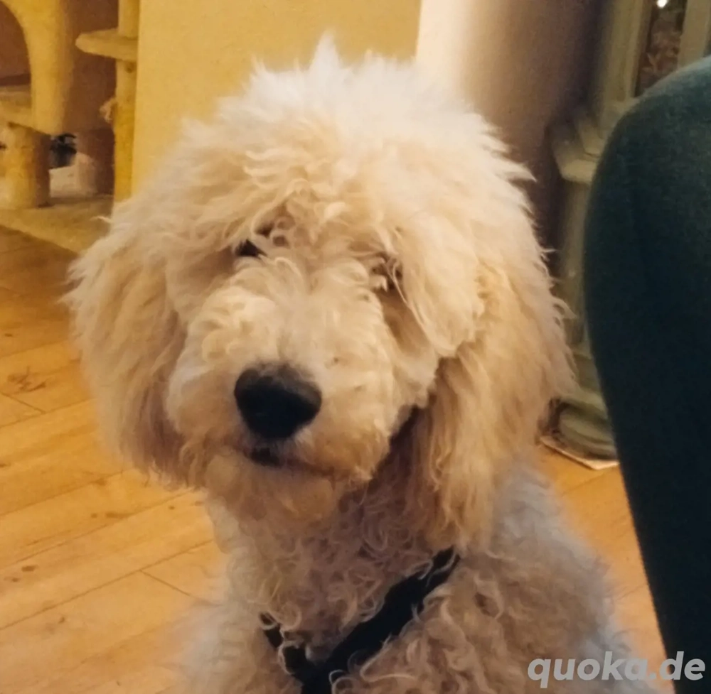 Königspudel  Großpudel welpe 6 monate 