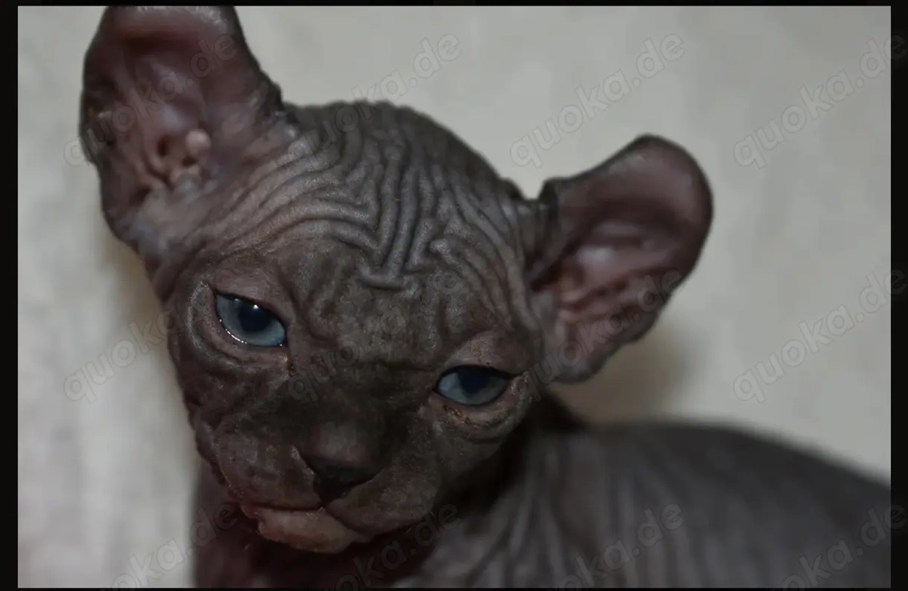 Suche Elf sphynx männlich 