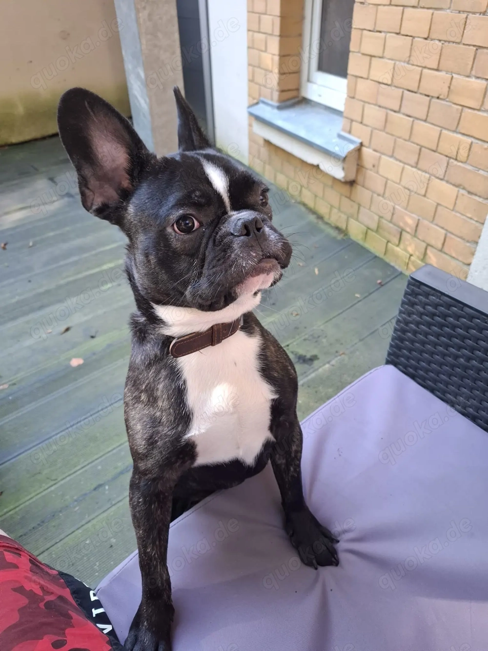 Französische Bulldogge 