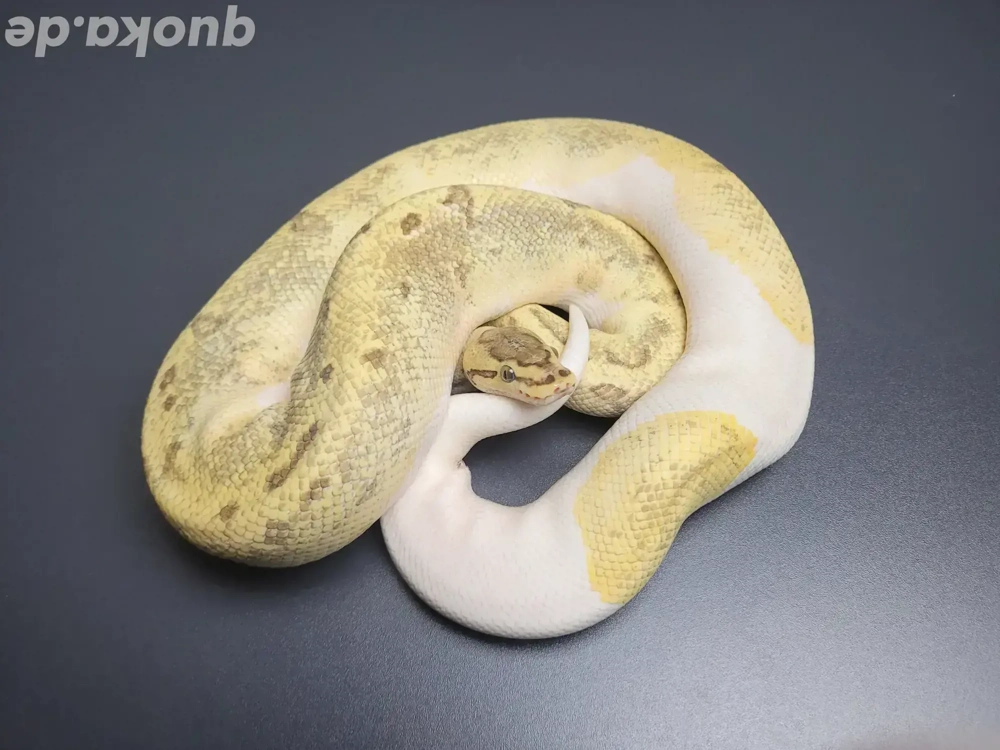 1.0 Enchi Fire Pin Pied het. Desert Ghost Breeder Königspython 