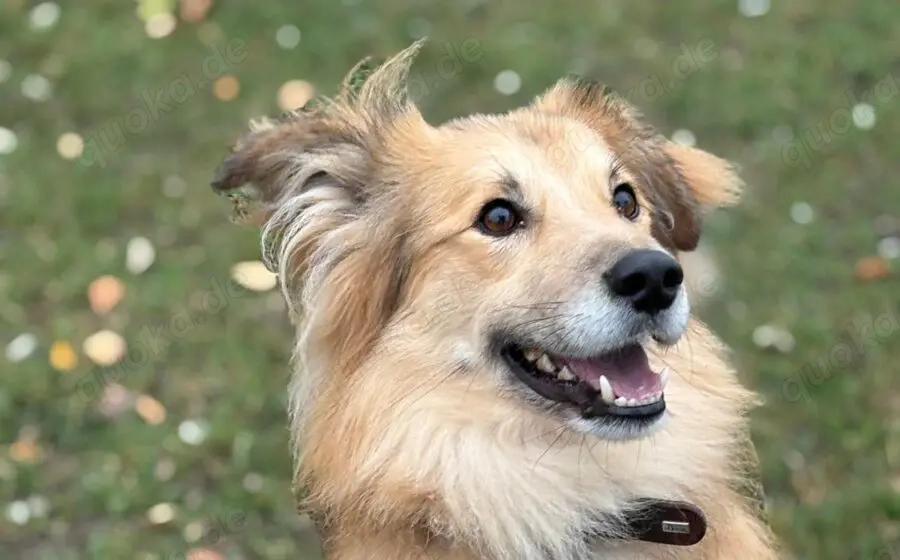 Toppi sucht sein Für-Immer-Zuhause