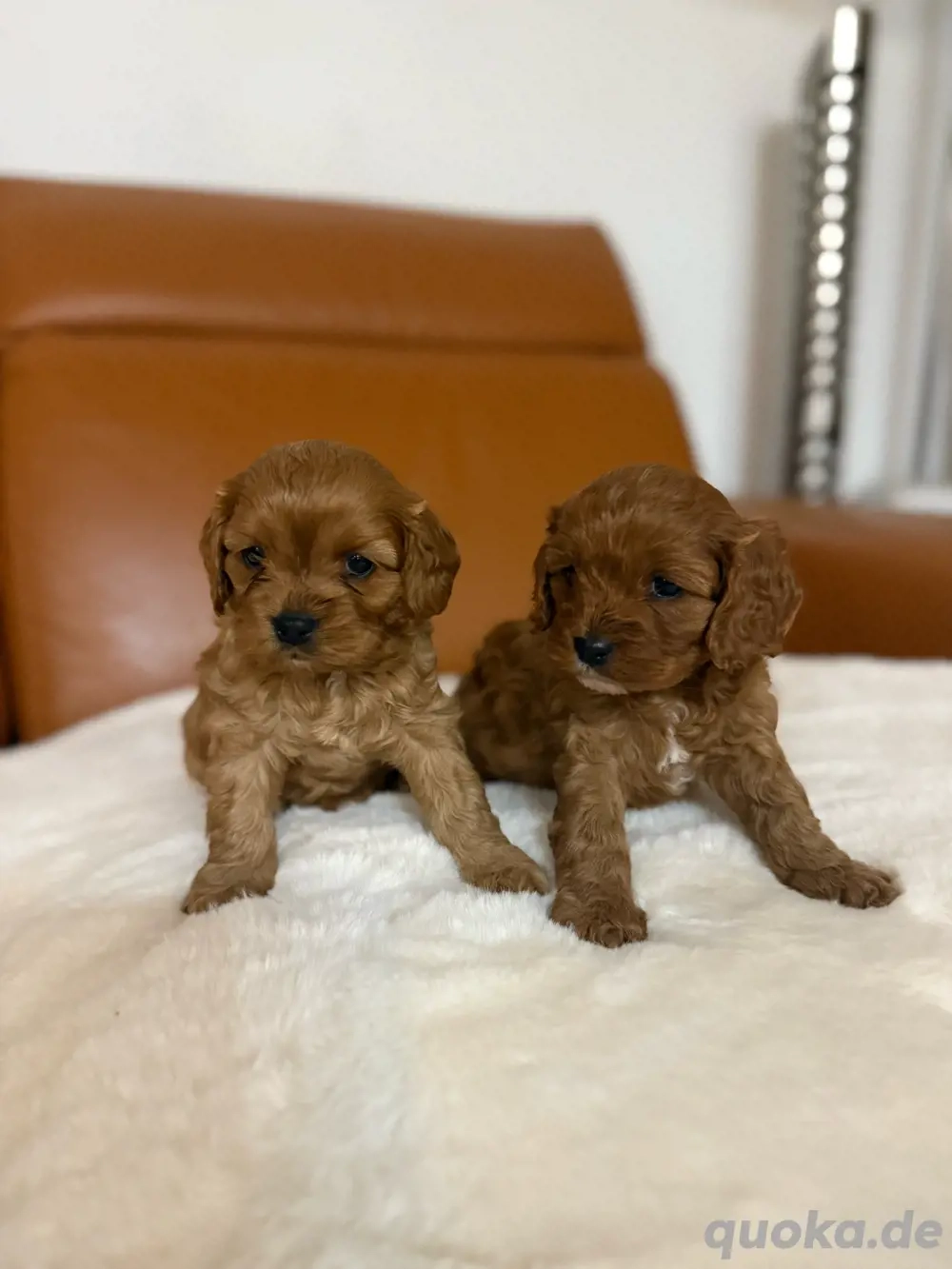 VERKAUFT cavapoo weibchen