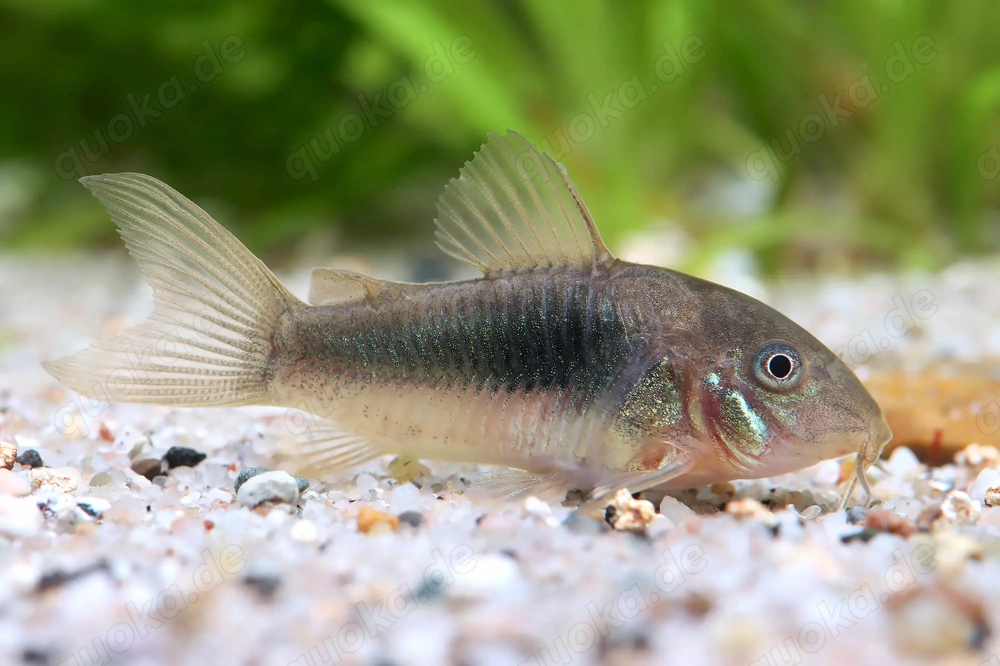 Osteogaster (Corydoras) Aeneus Metallpanzerwels