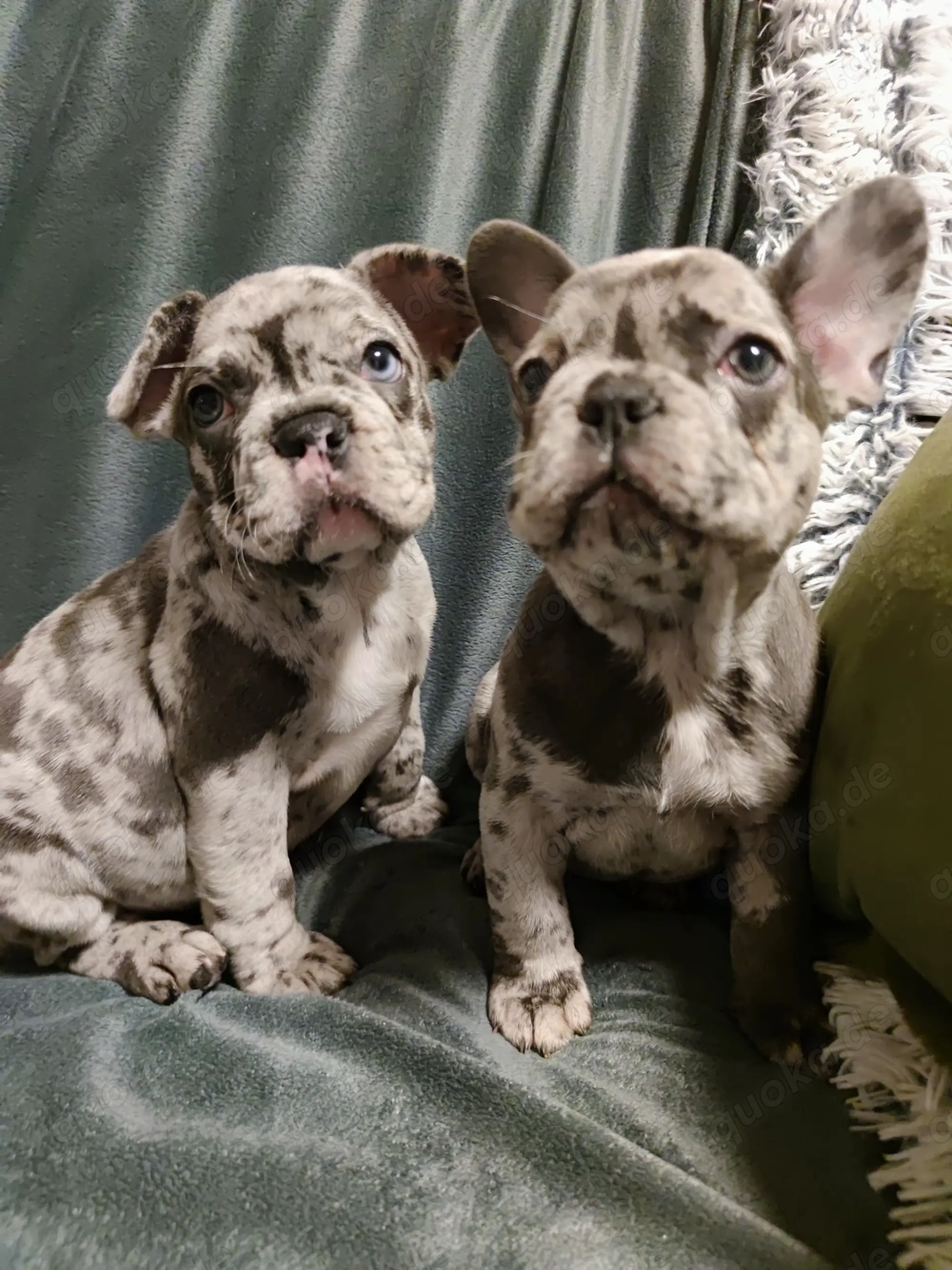 Reinrassige französische Bulldogge Welpen-babys ,Farbe Merle-Blue