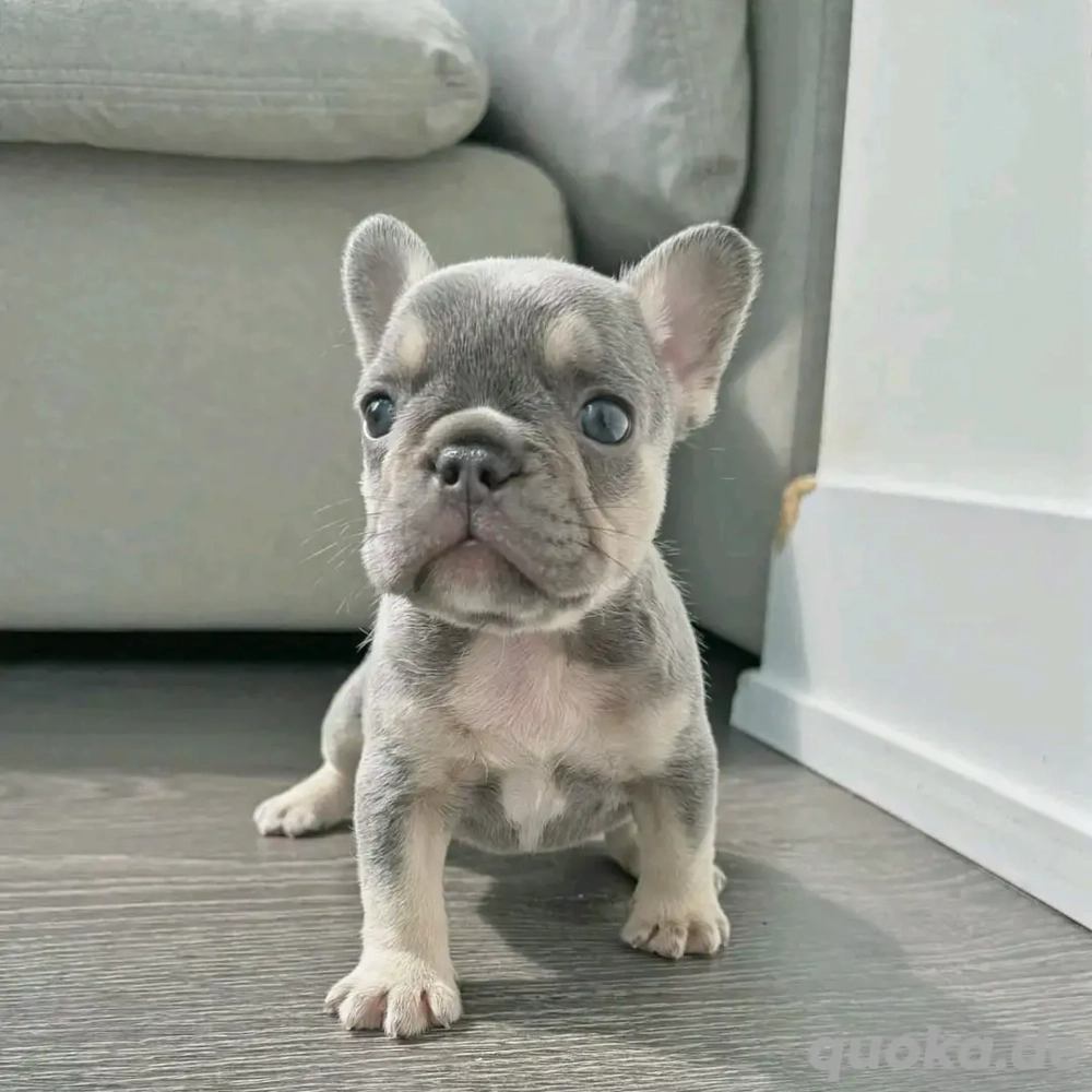 Französische Bulldoggenwelpe 