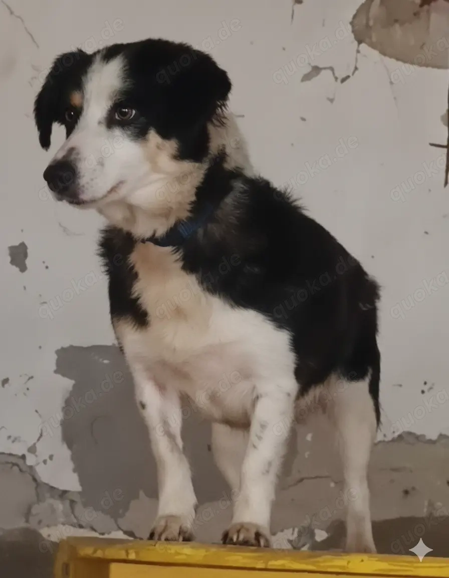 Lola - ihr fehlt ein Zuhause für immer