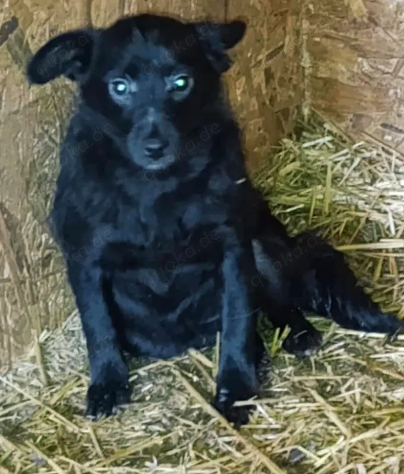 Sarina sucht ihre Menschen für immer