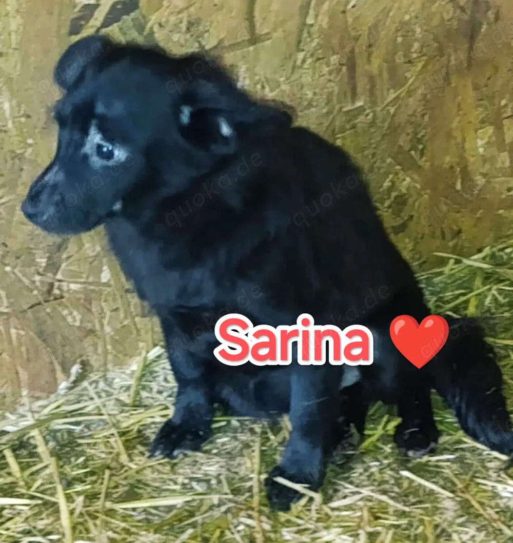 Sarina sucht ihre Menschen für immer