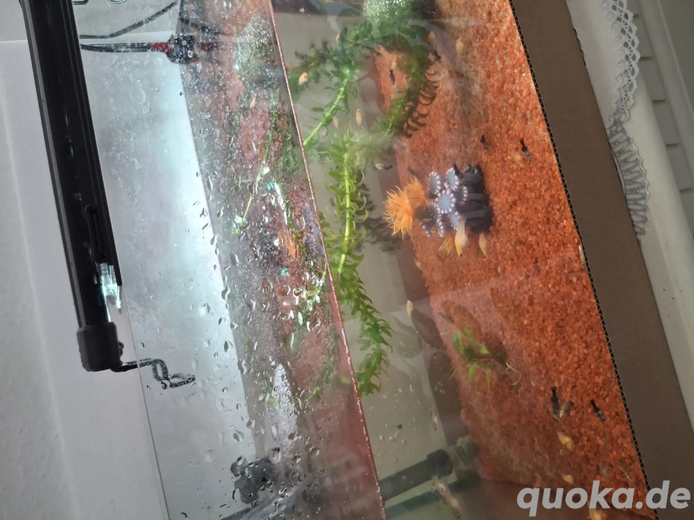 Verkaufe für 1Euro kleinen Fische