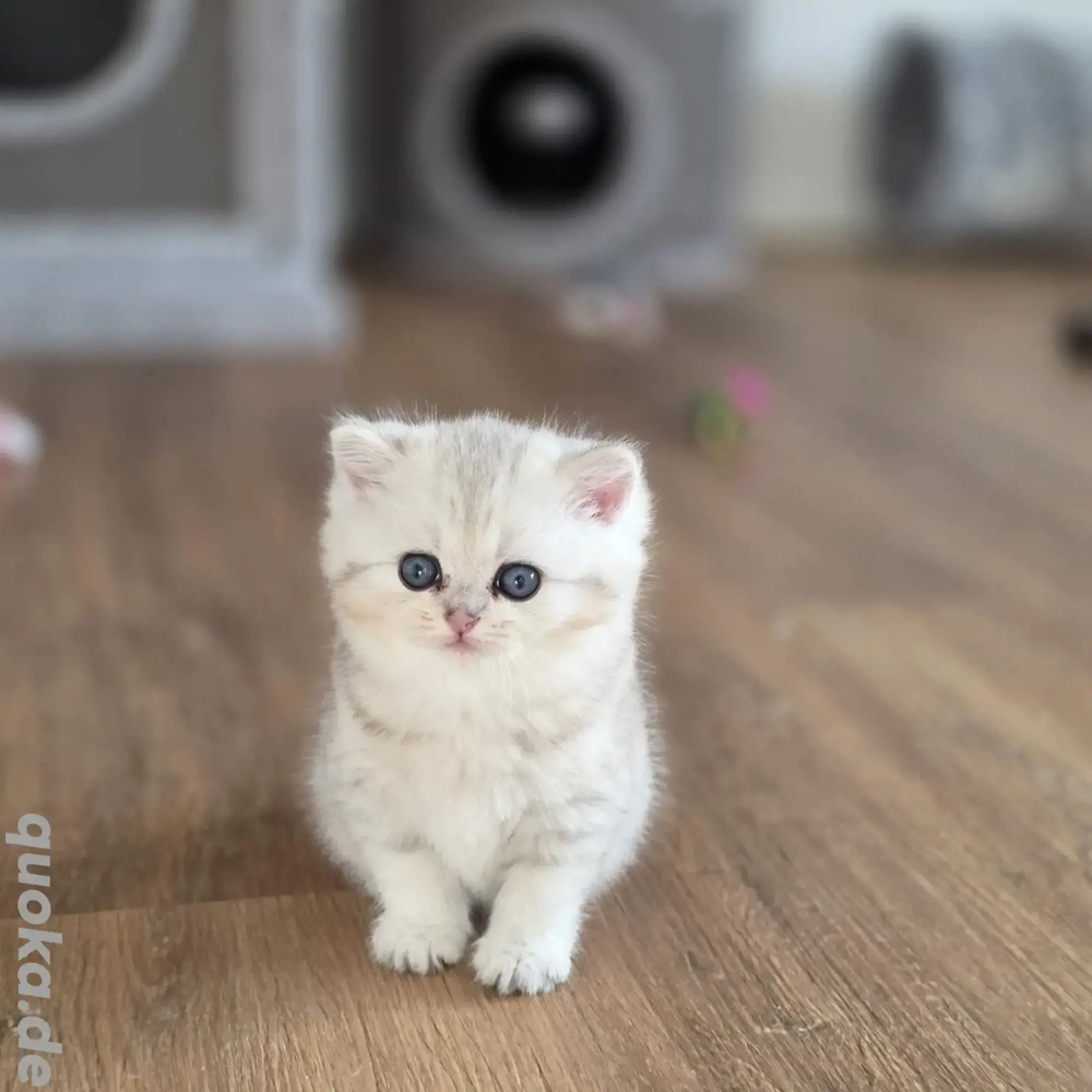 Bkh Kitten vom Züchter mit Stambaum