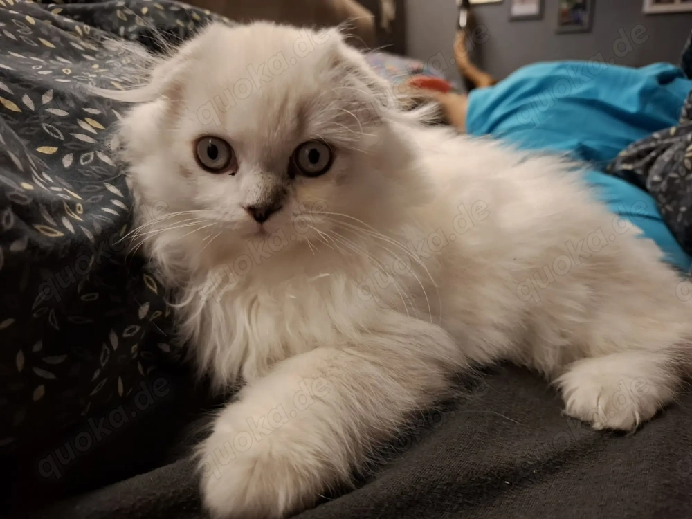  BKH scot tisch f-old Kater weiß weiss BKH Polar Britisch Perser 