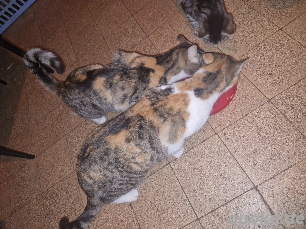 Haus und Hof katzen abzugeben..