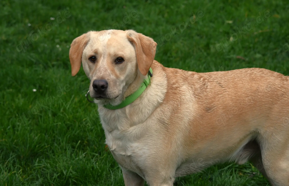 Mischlingsrüde Nacho sucht sein Zuhause