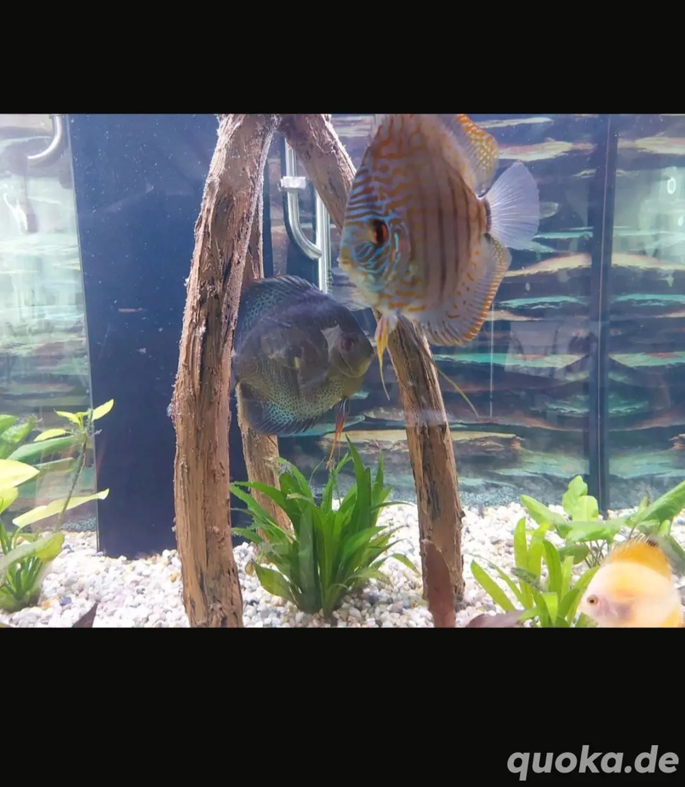 Aquarium mit Diskuspärchen abzugeben 