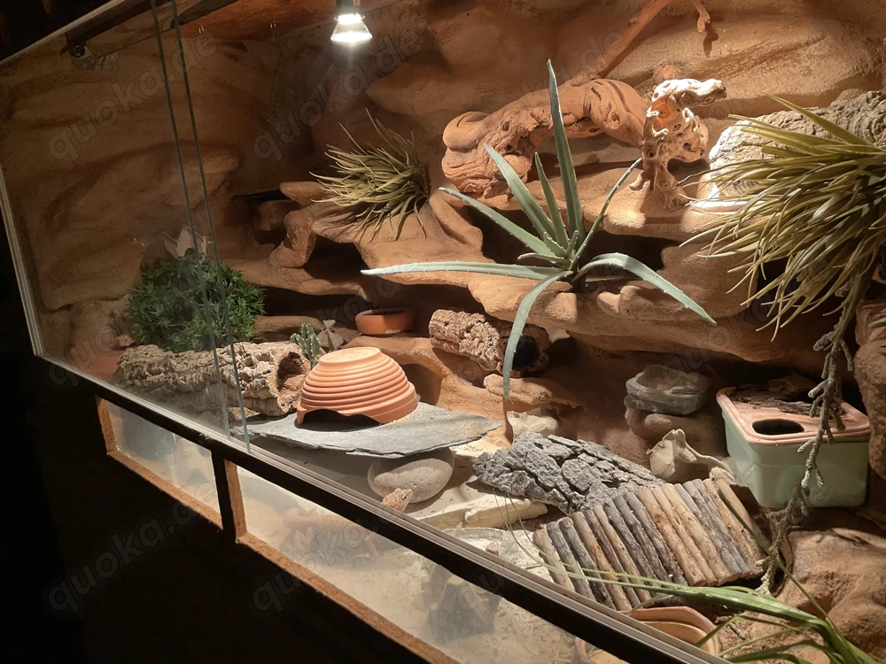 Terrarium + komplett Zubehör VB