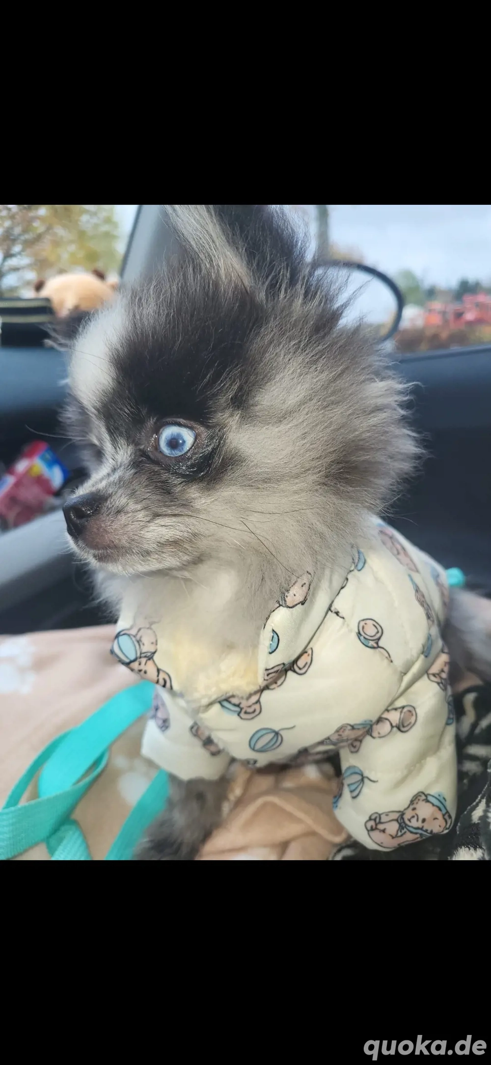 Pomeranian Zwergspitz Hündin 