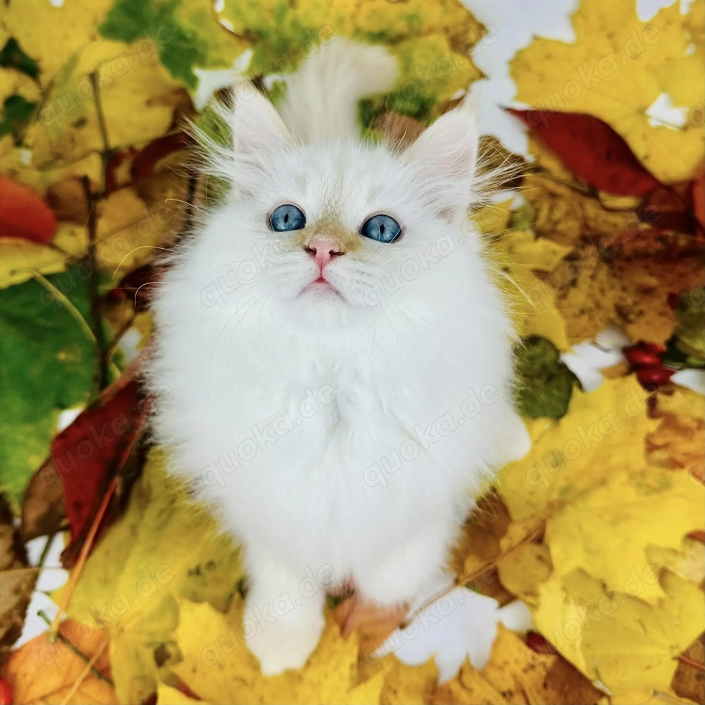 Neva Masquerade katzen