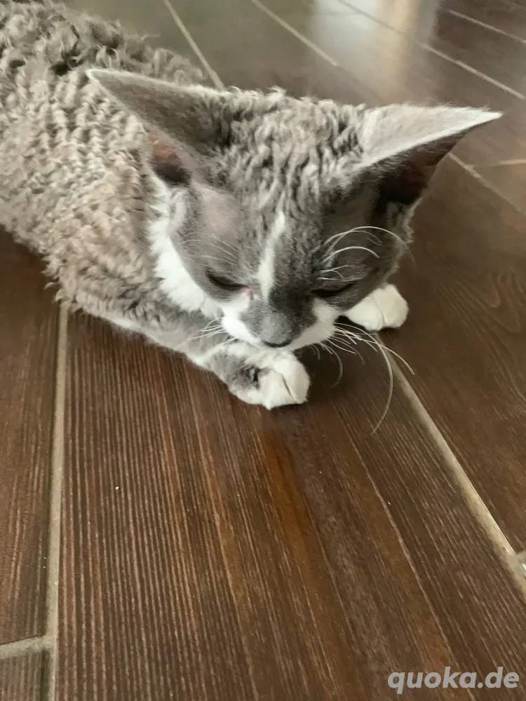 Suche Devon Rex Deckkater