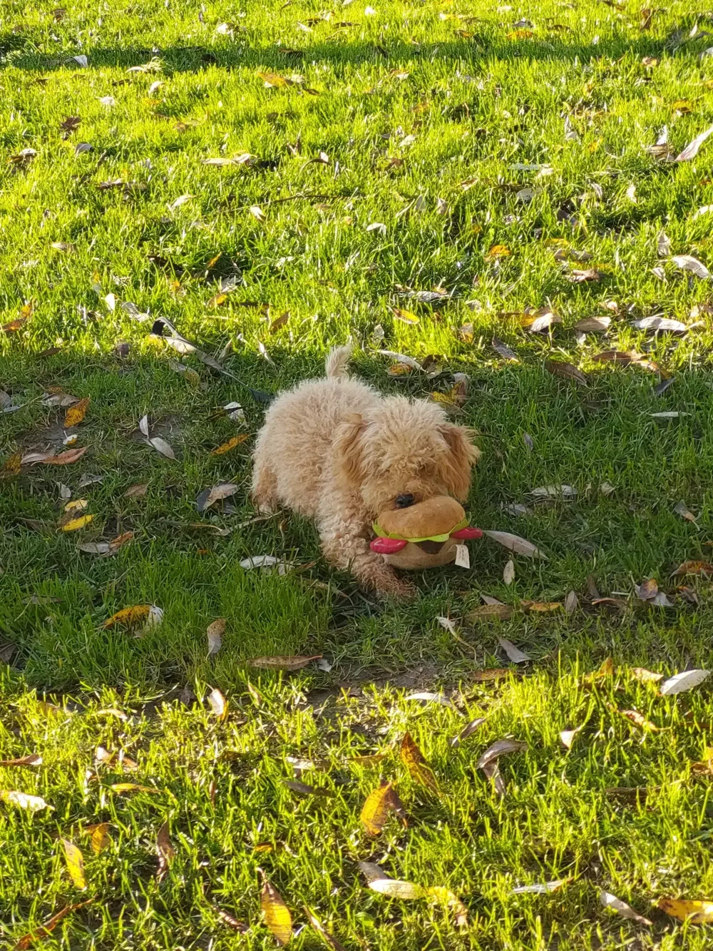 Die coolsten Zwergpudel Babys suchen ihren perfekten Partner 