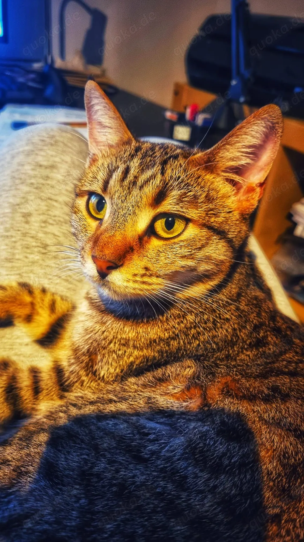 Zuhause gesucht für Jessi