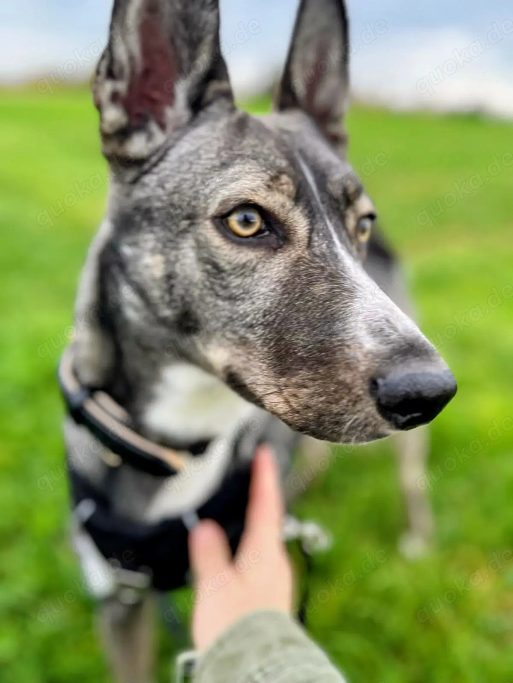 Archie (2 Jahre) sucht schönes Zuhause