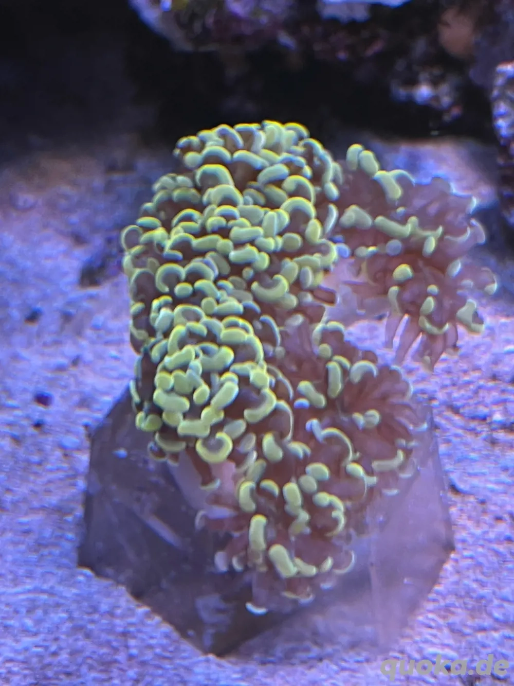 Meerwasser Koralle Euphyllia Golden Nugget 24K