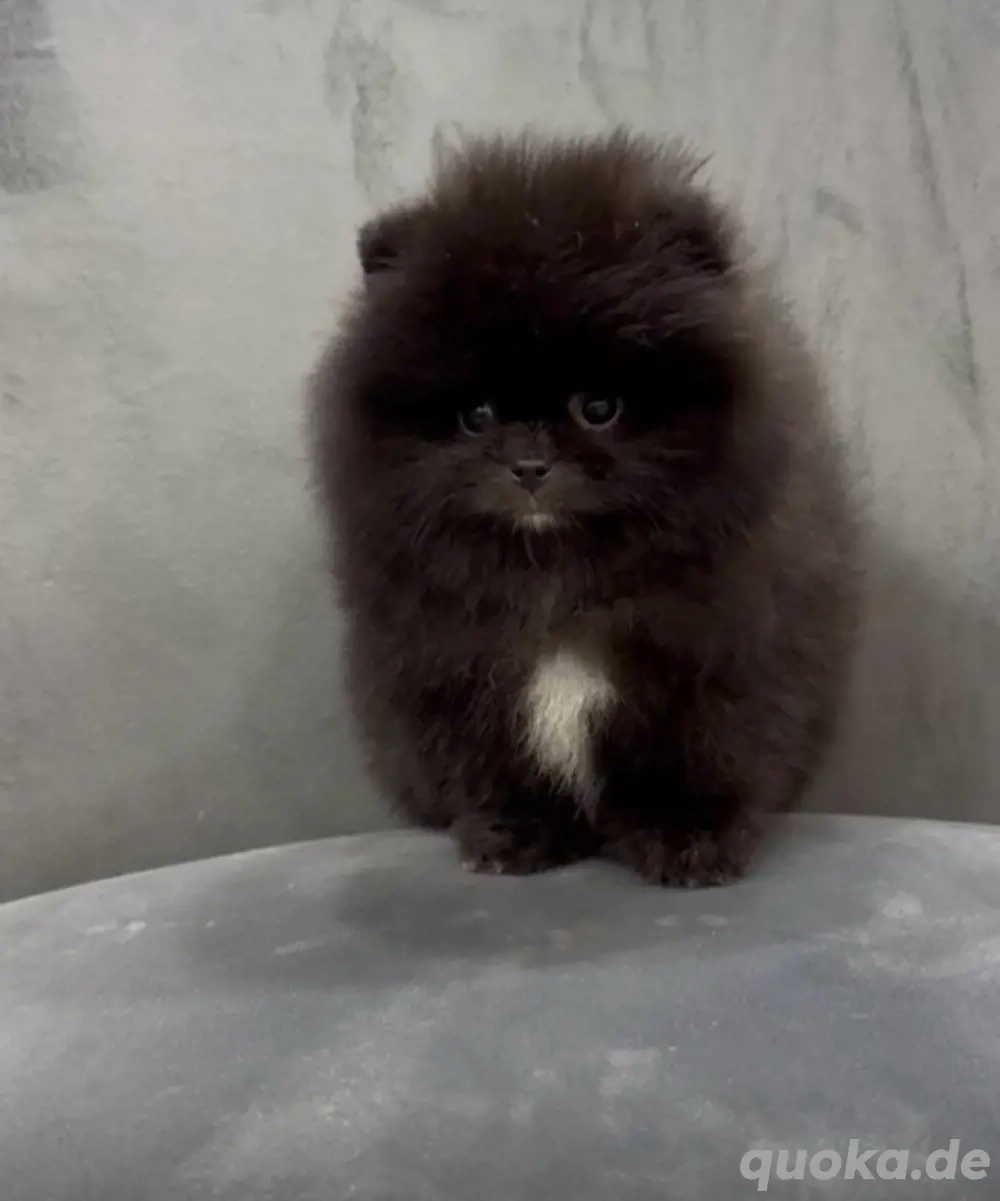 pomeranian zwergspitz mini !!!!