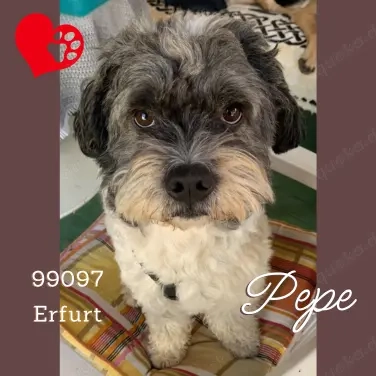 Pepe Plüschkanone sucht sein Zuhause bei lieben Menschen