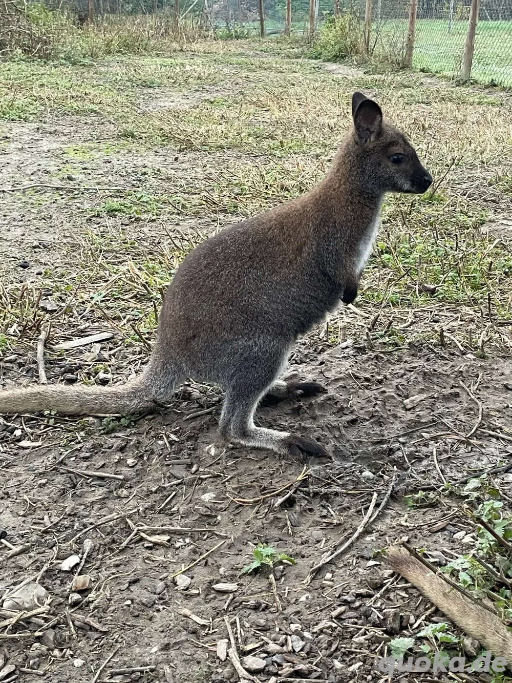 1.0 Bennett Wallaby aus 2024