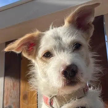 Frex, geb. ca. 07 2022, lebt auf einer Pflegestelle in 79650 Schopfheim