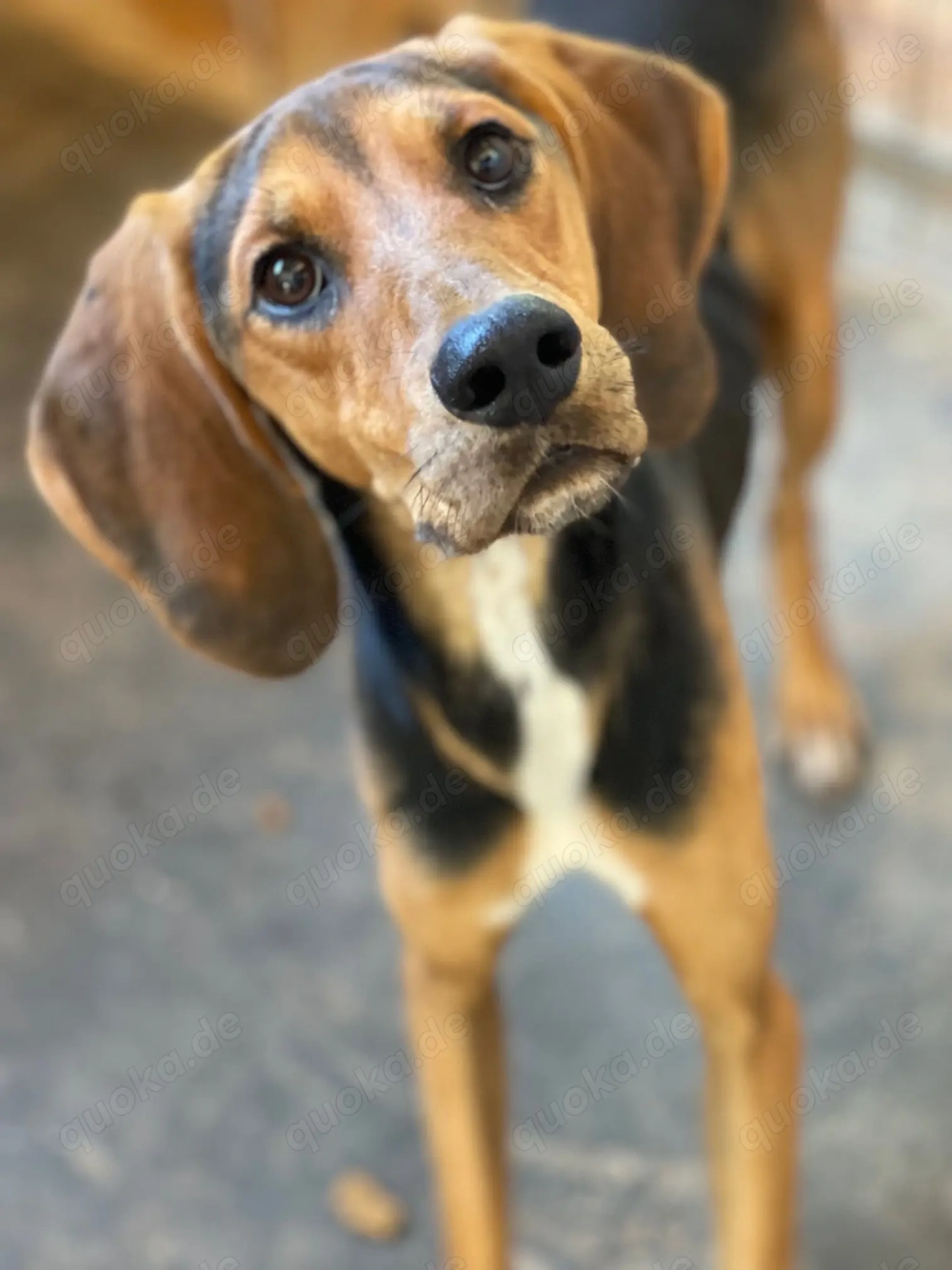 MEZZI auf Körbchensuche