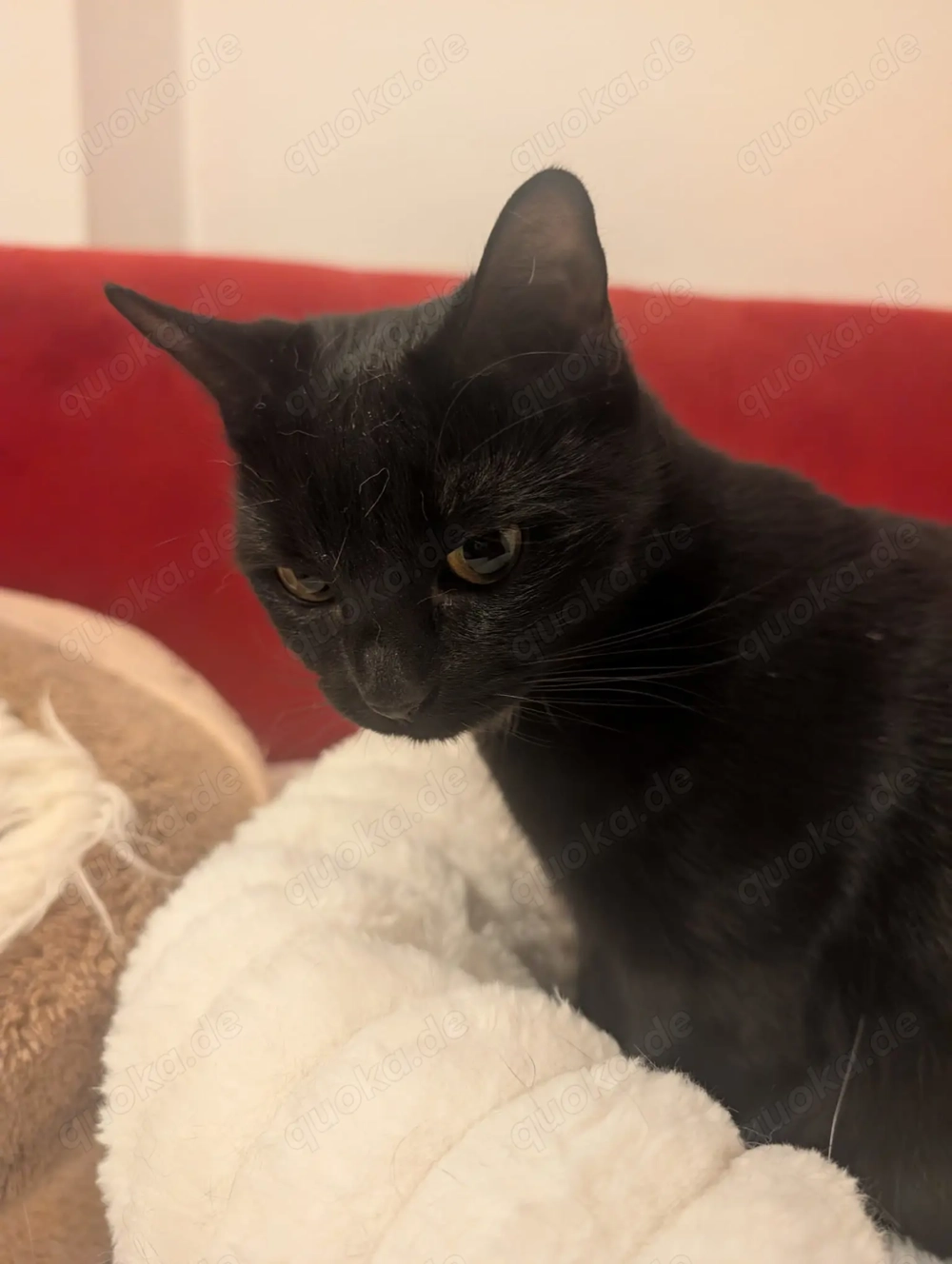 Katze Luna abzugeben