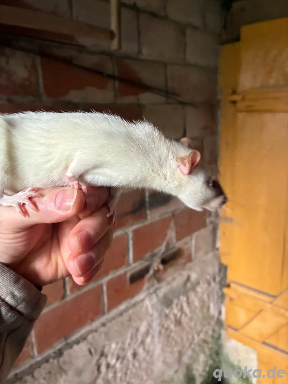 3xRatten zu verschenken