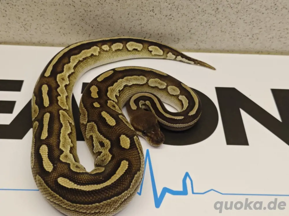 1.0 black head mojave Het pied  nz 24 