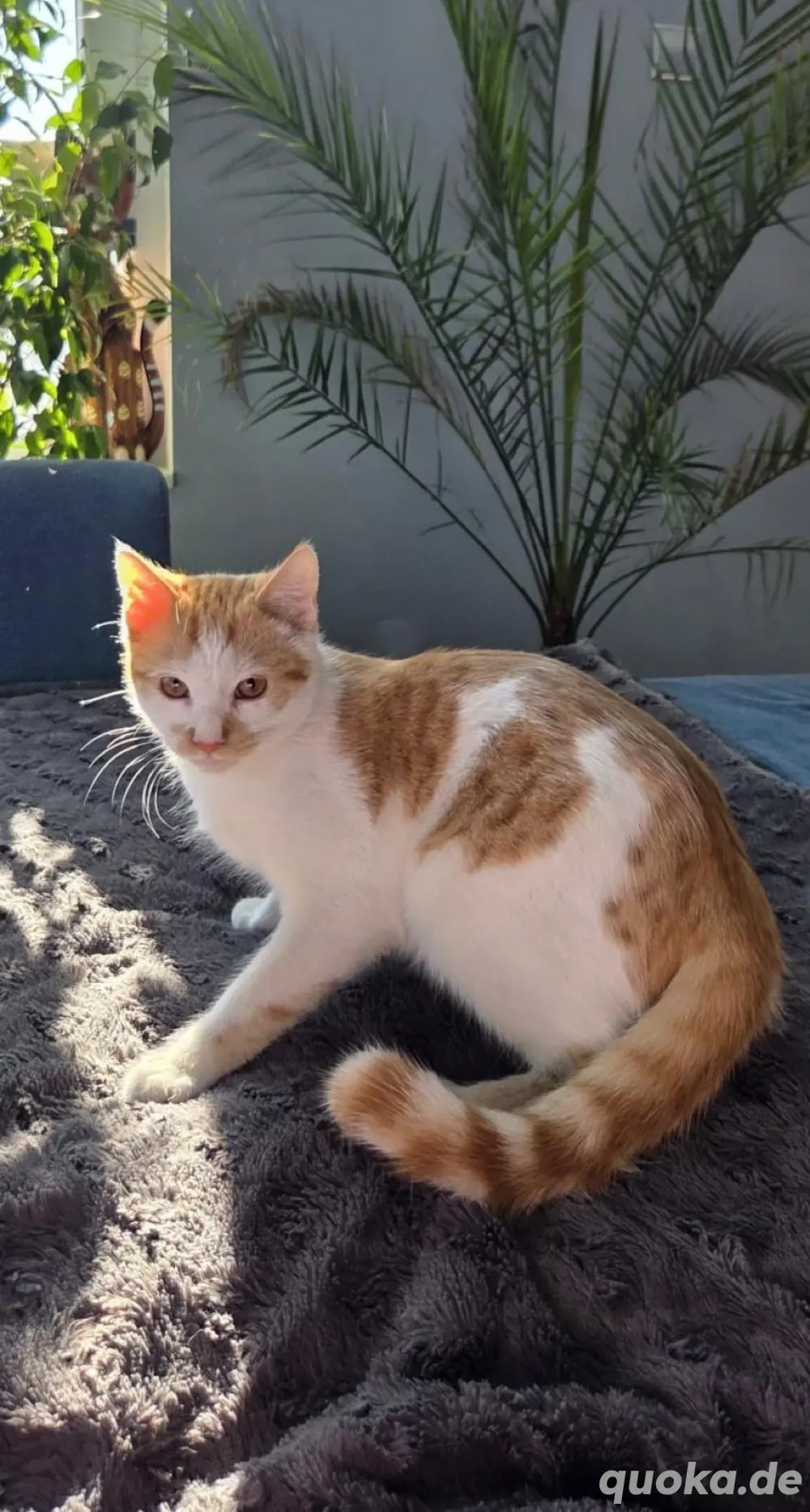 Petko ein liebevoller Kater