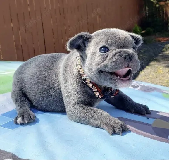 Französische Bulldoggen Welpen 