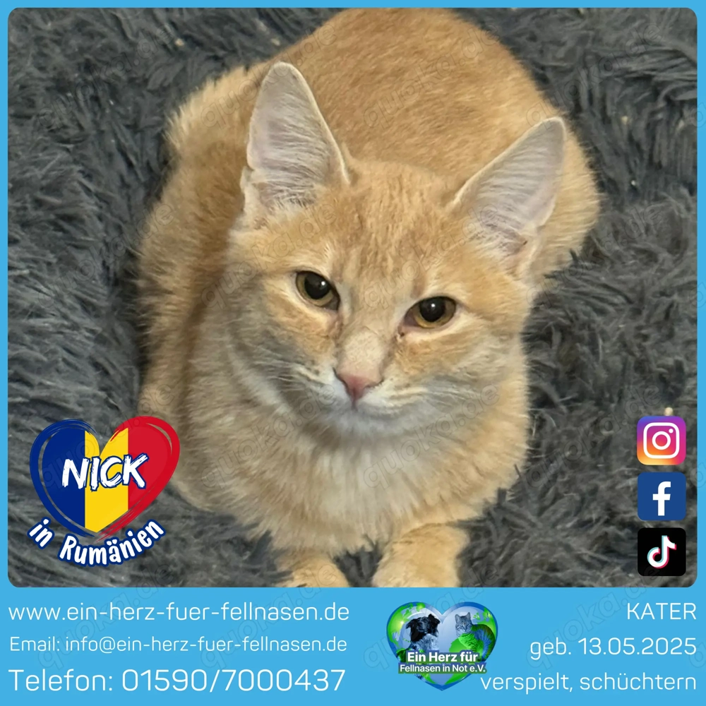 Katerchen Nick- ein sanfter kleiner Schatz sucht sein Für-Immer-Zuhause