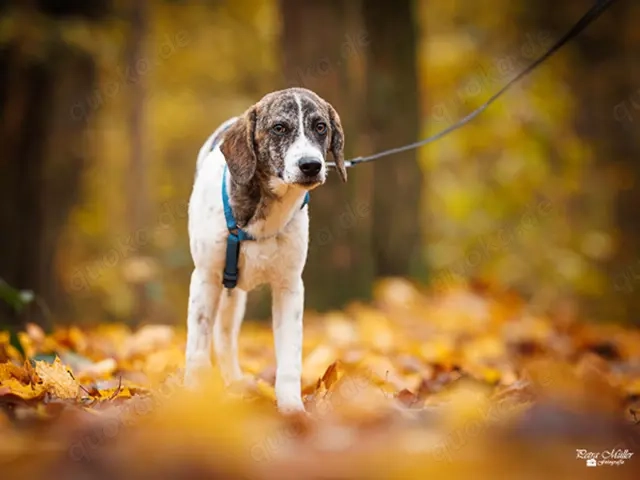 Dario sucht sein Zuhause