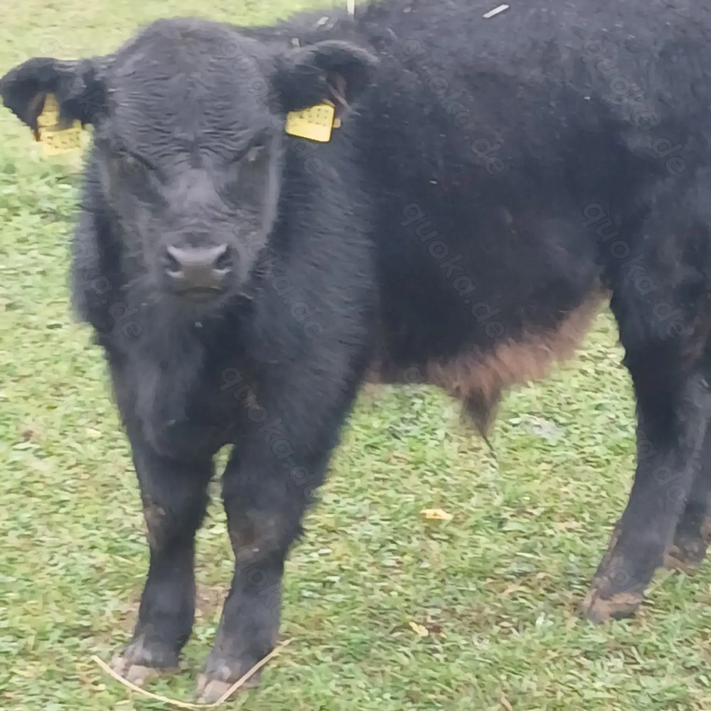 Bullenkalb Lowline Angus Kreuzung