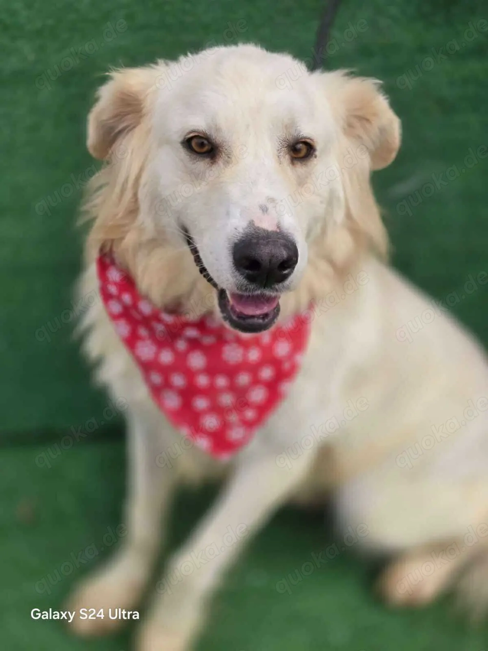 Cremefarbenes Fell - bernsteinfarbene Augen   das ist CHASE