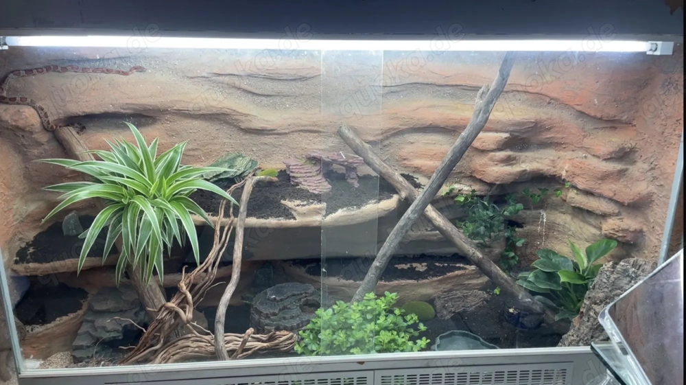 2 Kornnattern mit Terrarium